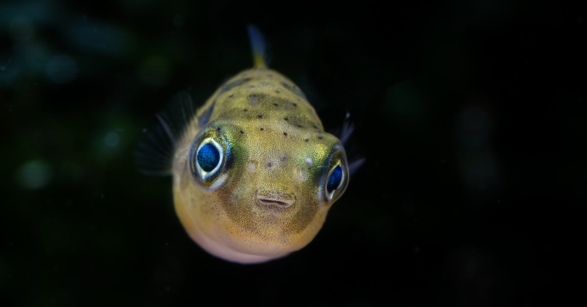 Meet the Pea Puffer! A Bite-Sized Puffer Fish with a Big Personality